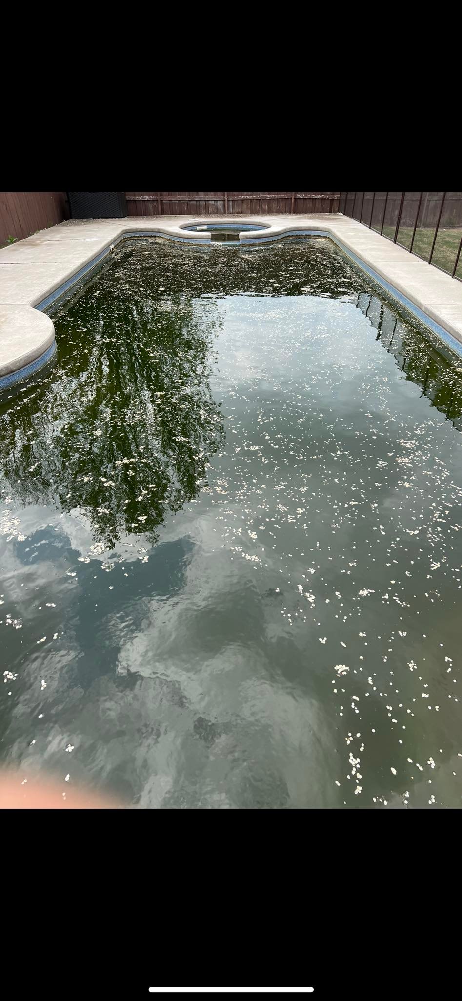 Green pool before service